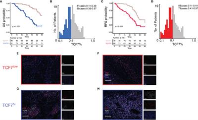 Correlation Between TCF7+ T Cells and Prognosis of Patients With Oral Squamous Cell Carcinoma